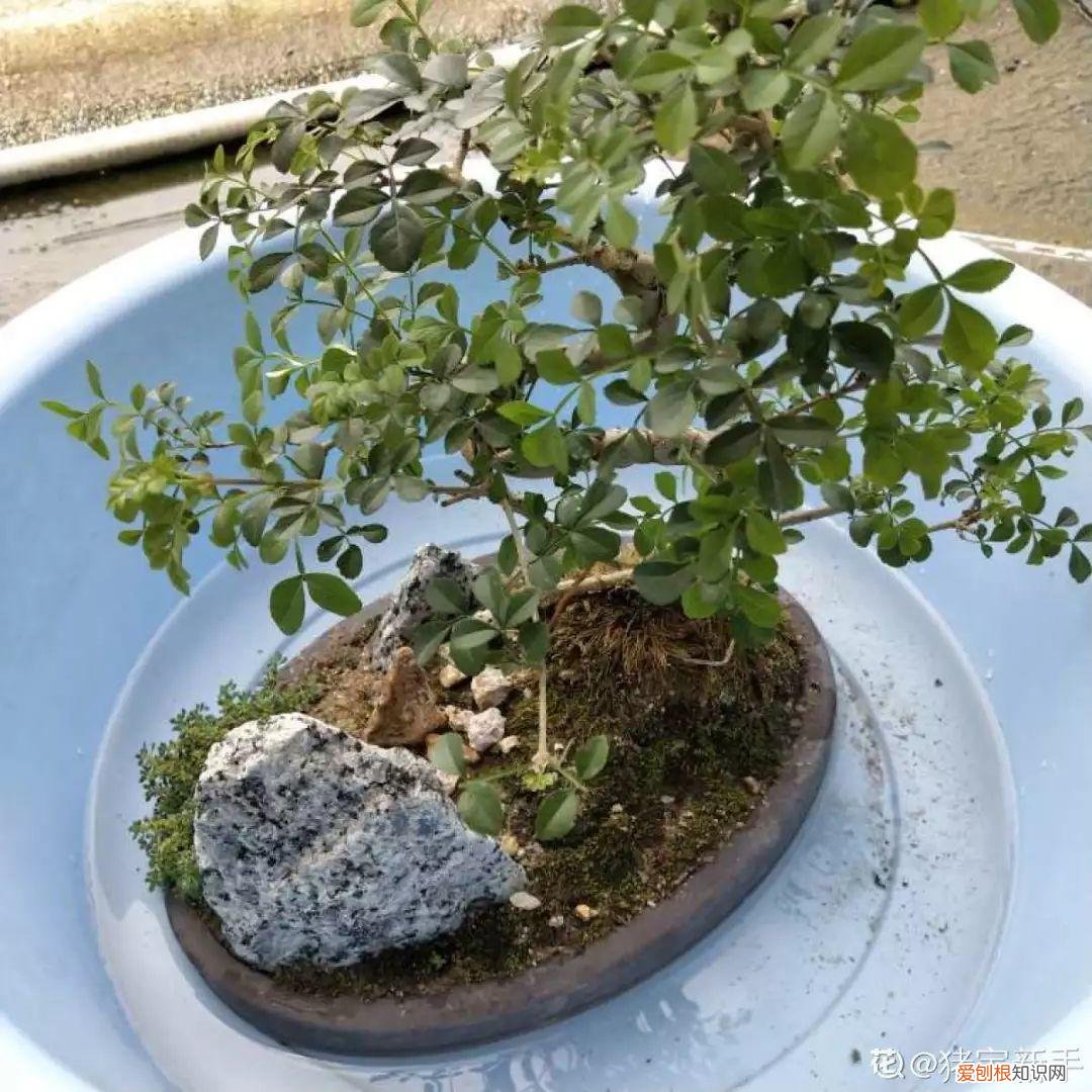 养花大全各种花图片全，6个养花实用小窍门，业余爱好者的秘籍，养好花并不难