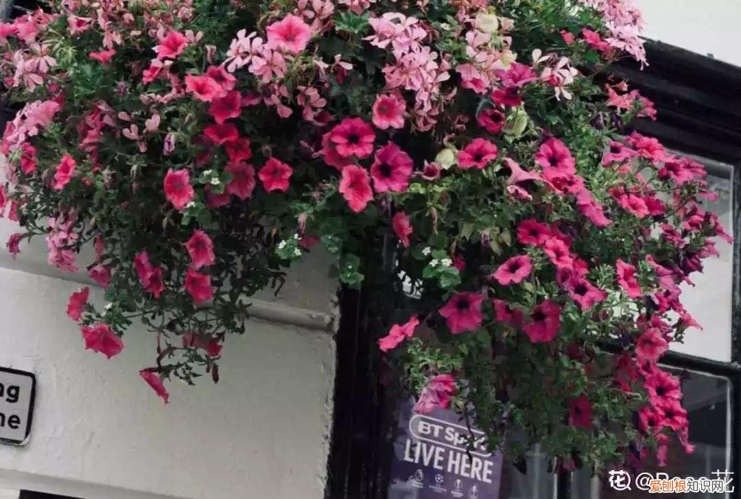 养花大全各种花图片全，6个养花实用小窍门，业余爱好者的秘籍，养好花并不难