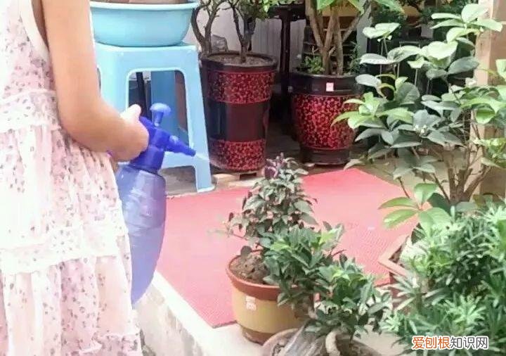 养花大全各种花图片全，6个养花实用小窍门，业余爱好者的秘籍，养好花并不难