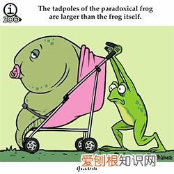 敲适合小朋友学的冷知识：可爱的GIF小动物教你说英语喽