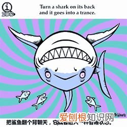 敲适合小朋友学的冷知识：可爱的GIF小动物教你说英语喽