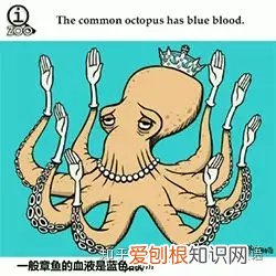 敲适合小朋友学的冷知识：可爱的GIF小动物教你说英语喽