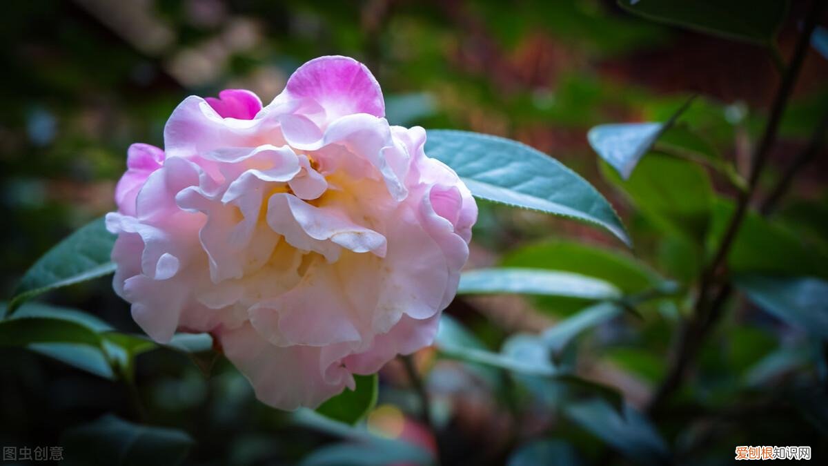 养花有哪些技巧，养花人必知的5个常识，提前注意，才能将花养好