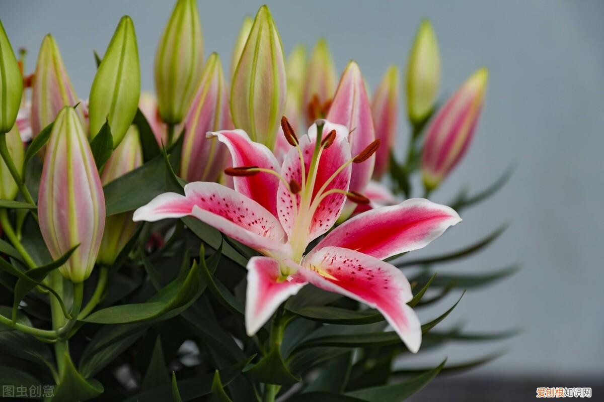 养花有哪些技巧，养花人必知的5个常识，提前注意，才能将花养好