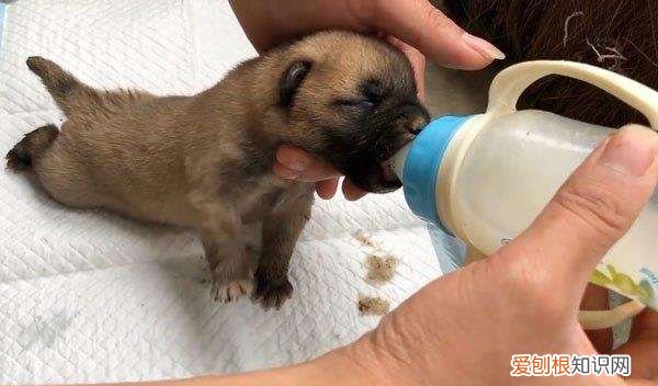 刚出生的小狗宝宝怎么喂养 刚生的小狗狗怎么喂养