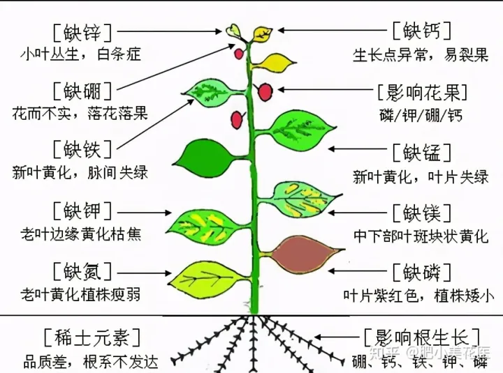 养花一样养自己，从养花小白到养花大神，养一盆爆一盆，养花知识大总结请笑纳！