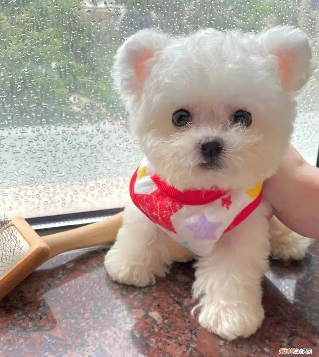 养狗小常识100，60条养狗知识，这些你都了解吗？建议收藏