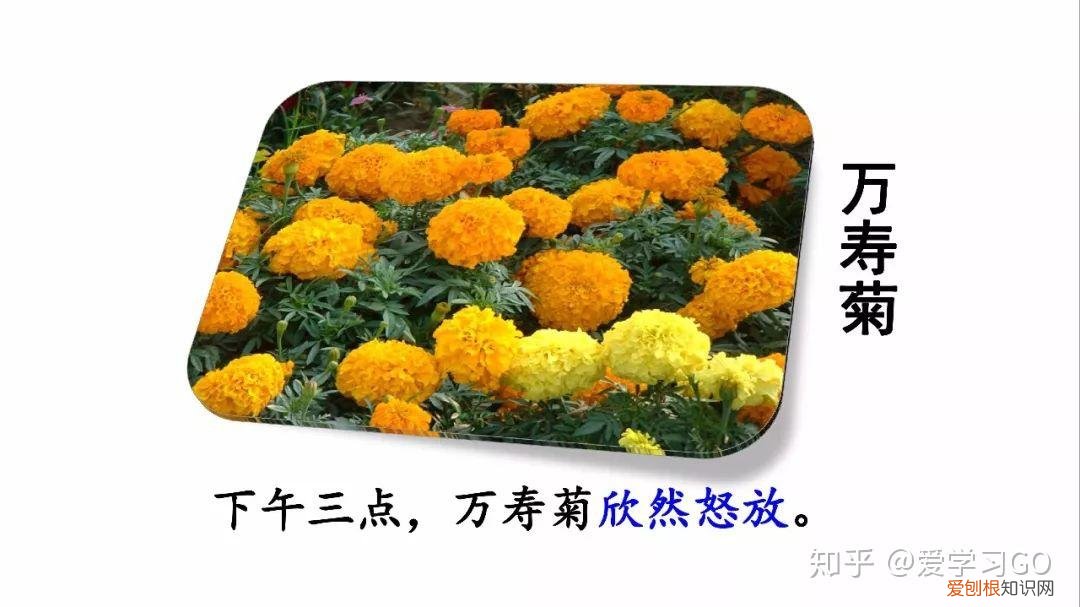 部编版三年级下册花钟第二课时教学设计，部编版三年级下册第13课《花钟》图文讲解+知识点梳理