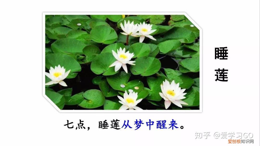 部编版三年级下册花钟第二课时教学设计，部编版三年级下册第13课《花钟》图文讲解+知识点梳理