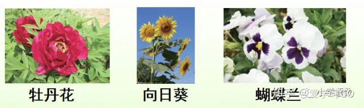 部编版三年级下册花钟第二课时教学设计，部编版三年级下册第13课《花钟》图文讲解+知识点梳理