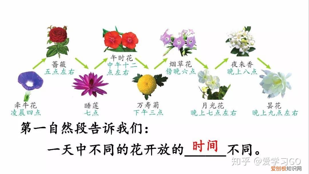 部编版三年级下册花钟第二课时教学设计，部编版三年级下册第13课《花钟》图文讲解+知识点梳理