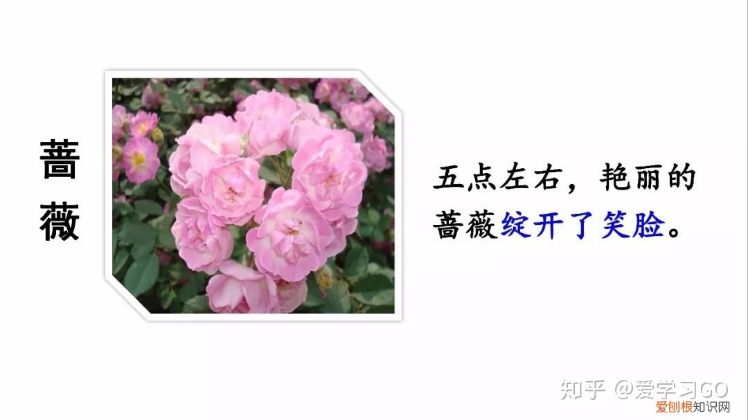 部编版三年级下册花钟第二课时教学设计，部编版三年级下册第13课《花钟》图文讲解+知识点梳理