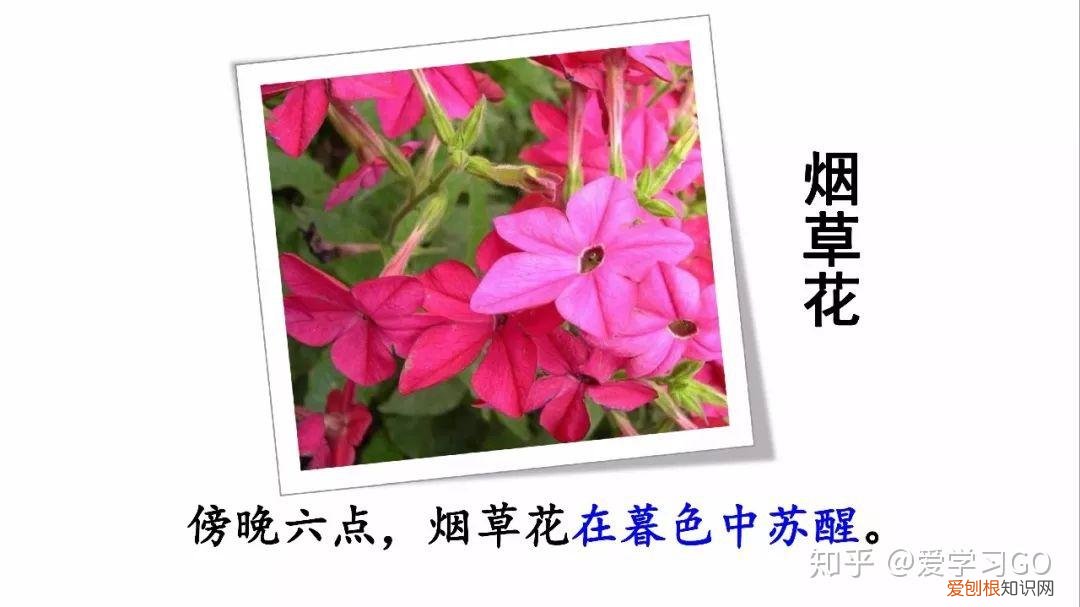 部编版三年级下册花钟第二课时教学设计，部编版三年级下册第13课《花钟》图文讲解+知识点梳理