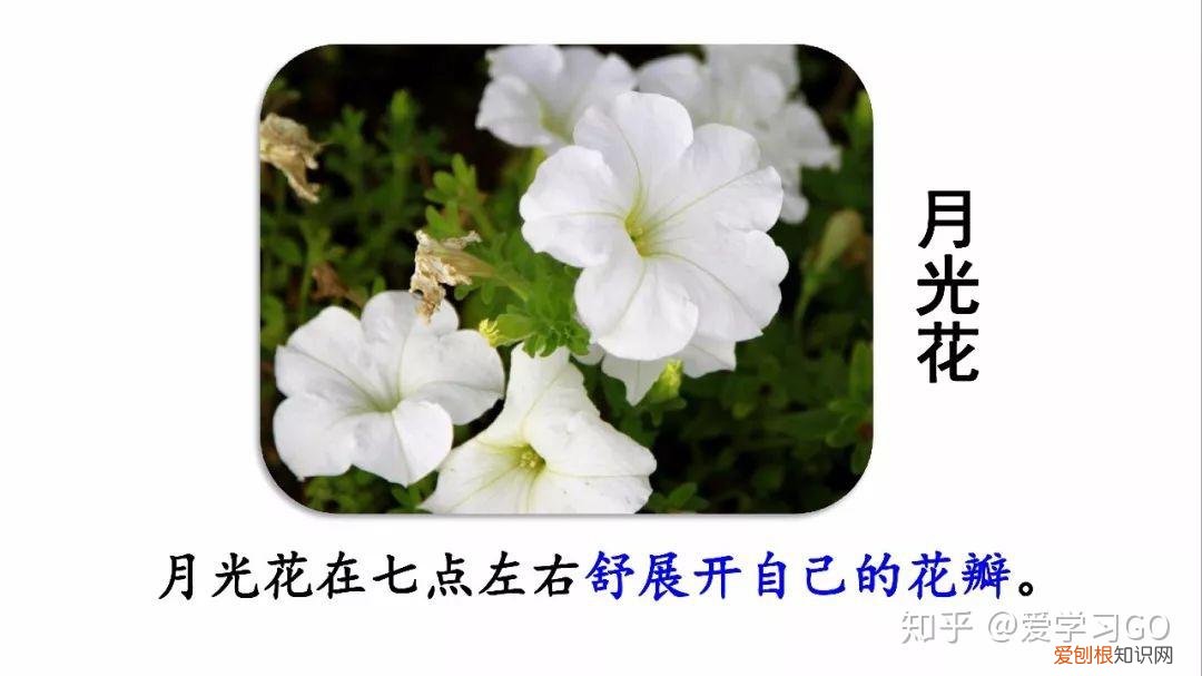 部编版三年级下册花钟第二课时教学设计，部编版三年级下册第13课《花钟》图文讲解+知识点梳理