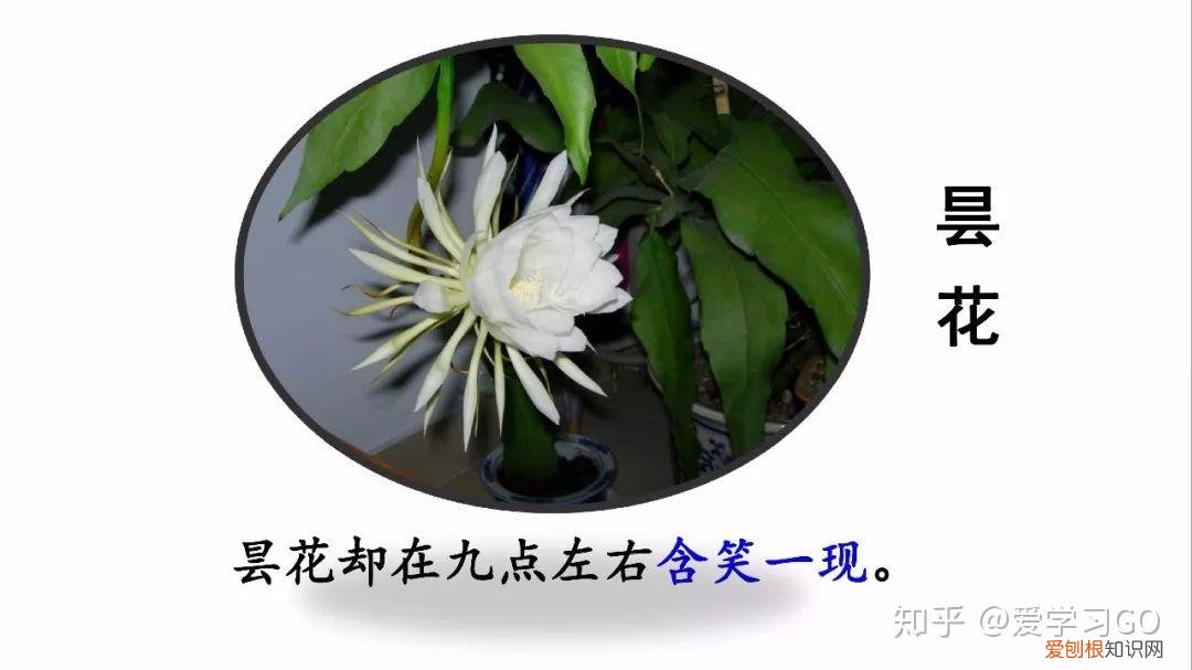 部编版三年级下册花钟第二课时教学设计，部编版三年级下册第13课《花钟》图文讲解+知识点梳理