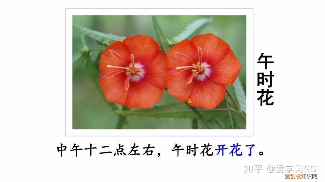 部编版三年级下册花钟第二课时教学设计，部编版三年级下册第13课《花钟》图文讲解+知识点梳理