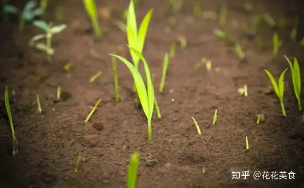 养花土用什么土比较好?，养花用土学问大，一篇文章教你识土、用土！