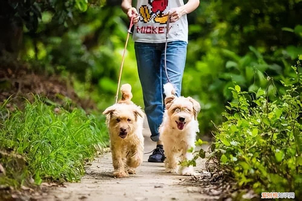 爱护流浪动物的倡议书作文，请转发！文明养犬、关爱流浪动物倡议书