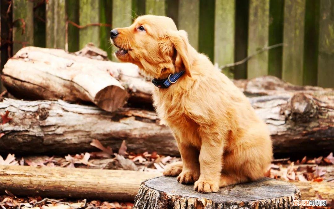 爱护流浪动物的倡议书作文，请转发！文明养犬、关爱流浪动物倡议书