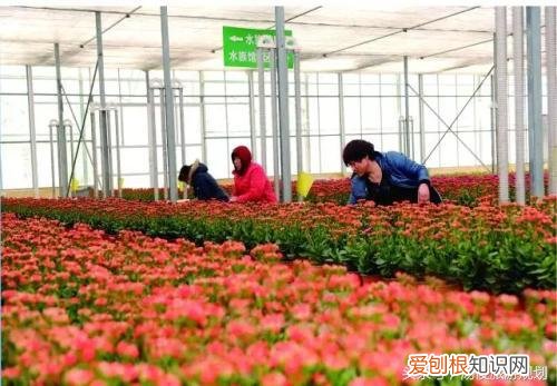 植物景观设计流程，旅游规划设计之小知识：教你如何种植好花卉？