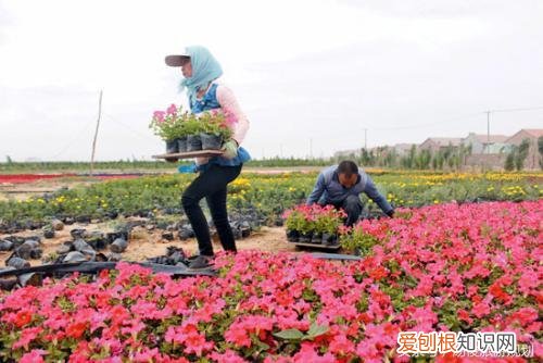 植物景观设计流程，旅游规划设计之小知识：教你如何种植好花卉？