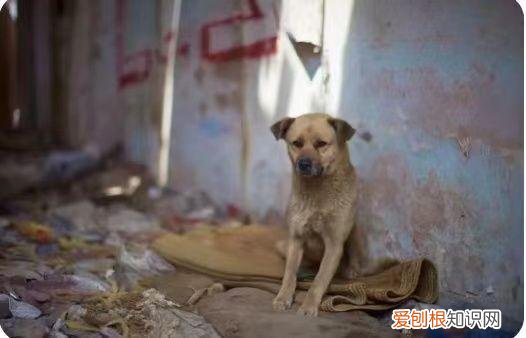 救助流浪猫流浪狗的意义是什么，关爱流浪猫狗，每一个生命都值得被尊重