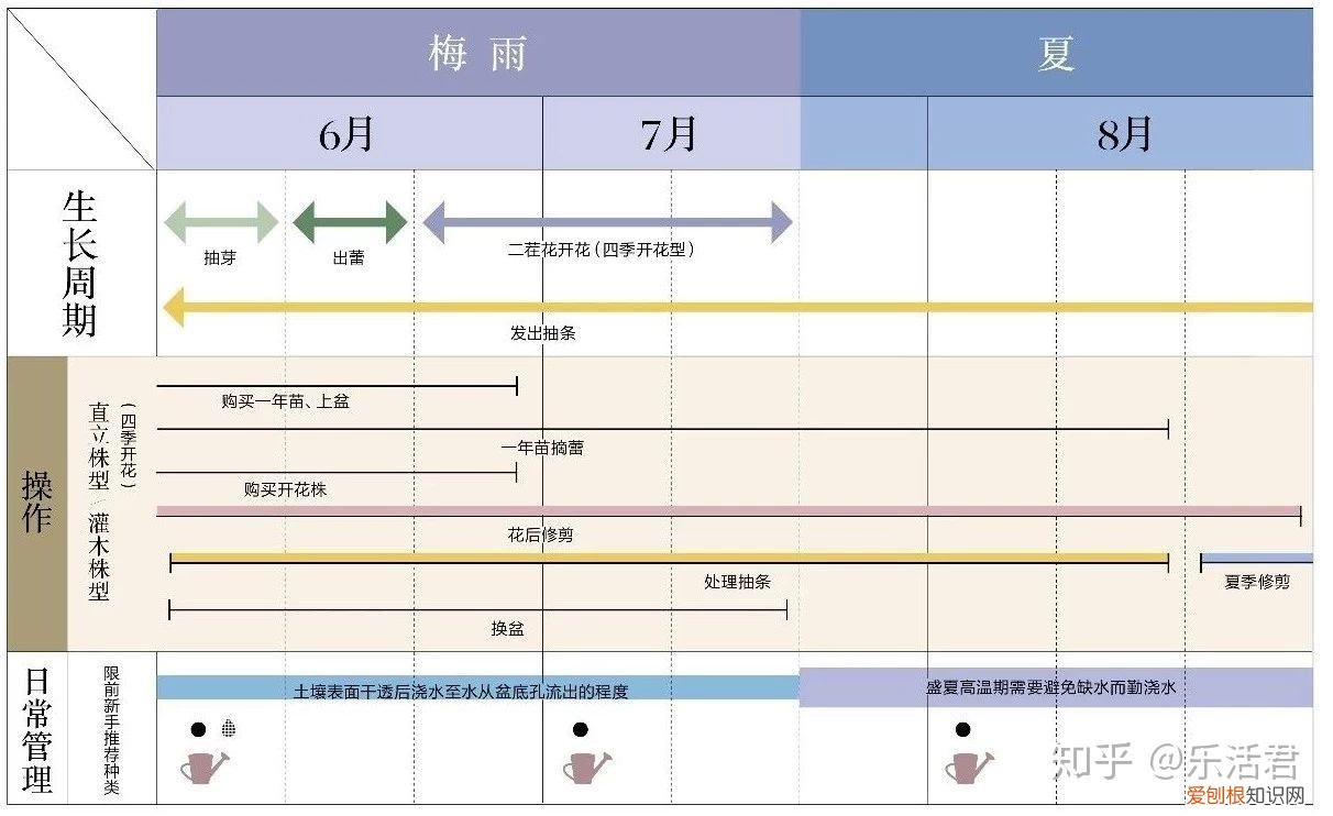 玫瑰月季如何培植，园艺课｜实用家庭玫瑰、月季种植新手入门养护术