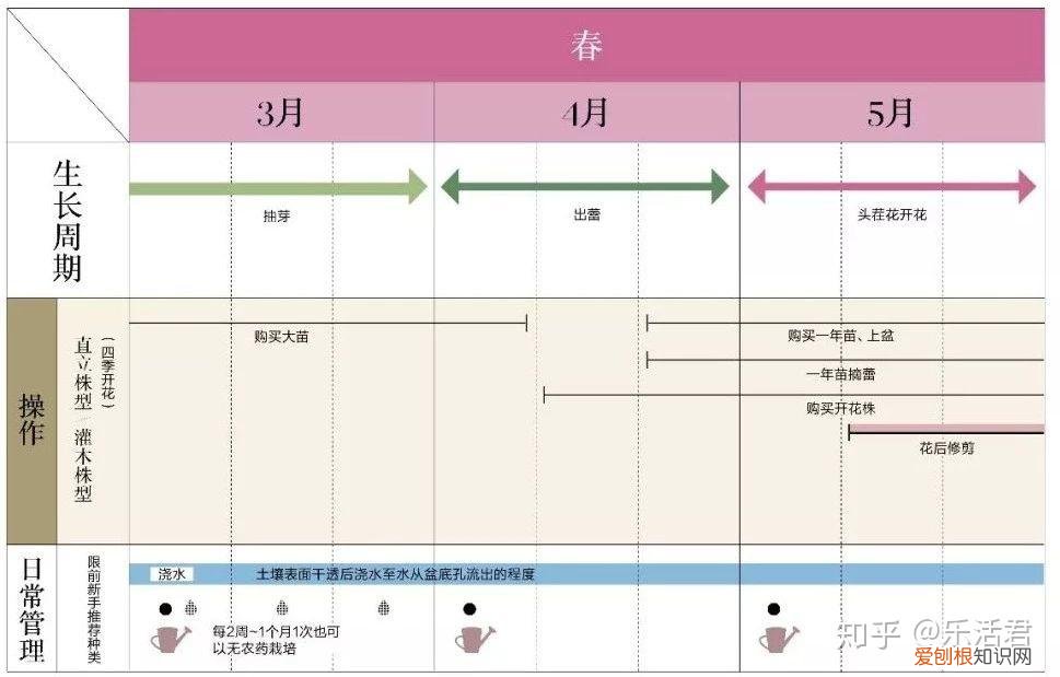 玫瑰月季如何培植，园艺课｜实用家庭玫瑰、月季种植新手入门养护术