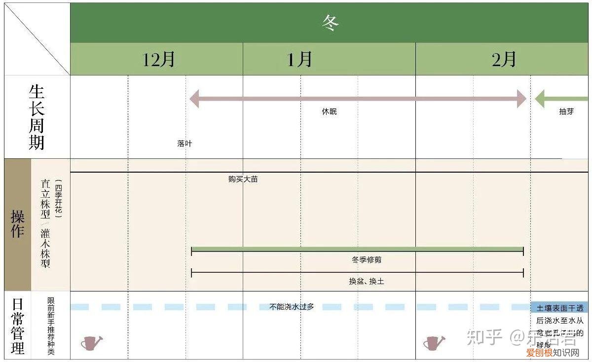 玫瑰月季如何培植，园艺课｜实用家庭玫瑰、月季种植新手入门养护术