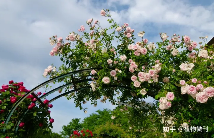 新手如何养好花盆，新手养花，入门操作指南