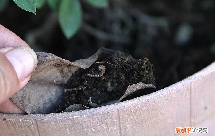 盆花的栽培管理包括哪些方面，盆花养护方法