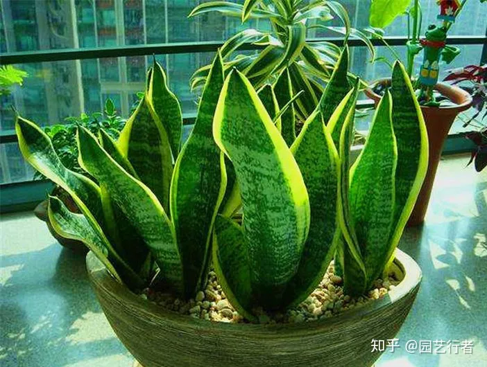 养花叶面肥，家养盆栽正确施肥，才能“叶茂、花繁、果硕”