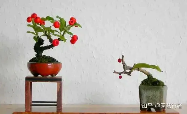 养花叶面肥，家养盆栽正确施肥，才能“叶茂、花繁、果硕”