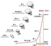 人是食腐动物，人类算不算食腐生物呢