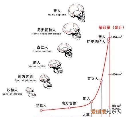 人是食腐动物，人类算不算食腐生物呢