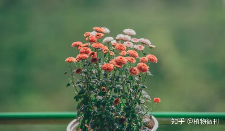 上 新手种花 建议养什么，新手养花，这些入门攻略可收好了