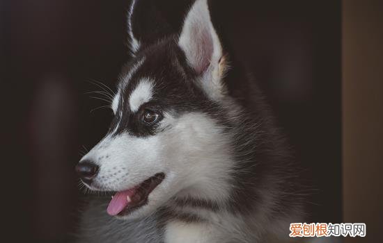 夏天晚上狗狗需要吹风扇吗 夏天狗狗可以吹风扇到天亮吗