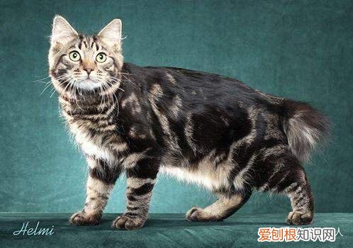 世界上一共有多少个品种的猫，史上最全猫咪品种，约二百种，从古至今