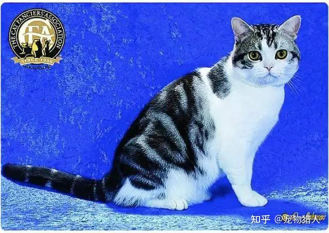 世界上一共有多少个品种的猫，史上最全猫咪品种，约二百种，从古至今