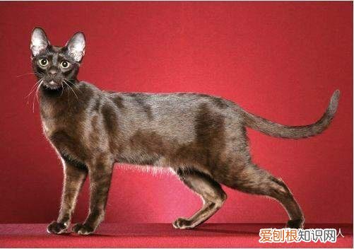 世界上一共有多少个品种的猫，史上最全猫咪品种，约二百种，从古至今