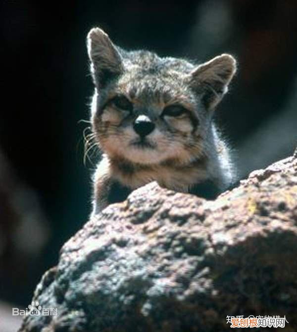 世界上一共有多少个品种的猫，史上最全猫咪品种，约二百种，从古至今