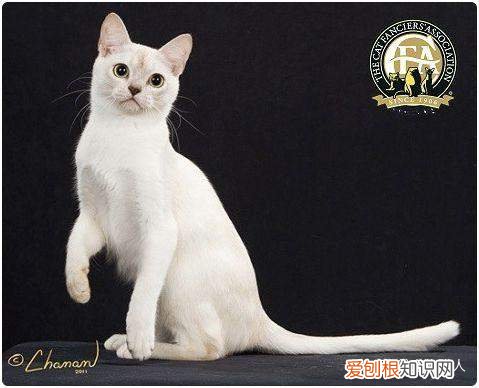 世界上一共有多少个品种的猫，史上最全猫咪品种，约二百种，从古至今