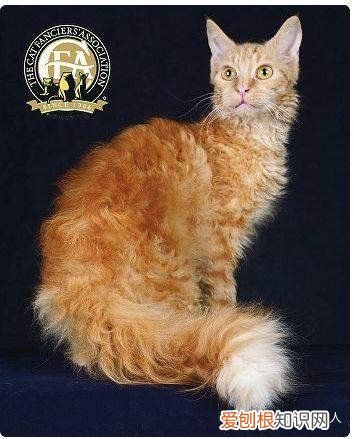 世界上一共有多少个品种的猫，史上最全猫咪品种，约二百种，从古至今