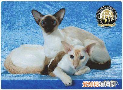 世界上一共有多少个品种的猫，史上最全猫咪品种，约二百种，从古至今