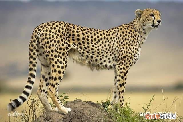 世界上一共有多少个品种的猫，史上最全猫咪品种，约二百种，从古至今