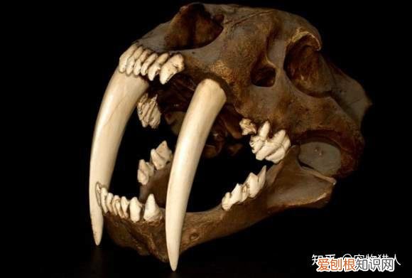 世界上一共有多少个品种的猫，史上最全猫咪品种，约二百种，从古至今