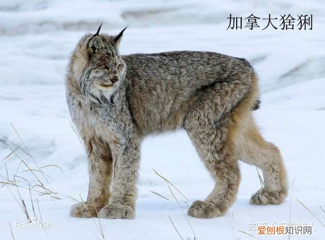 世界上一共有多少个品种的猫，史上最全猫咪品种，约二百种，从古至今