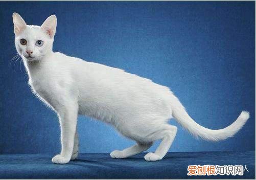 世界上一共有多少个品种的猫，史上最全猫咪品种，约二百种，从古至今