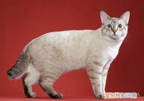 世界上一共有多少个品种的猫，史上最全猫咪品种，约二百种，从古至今