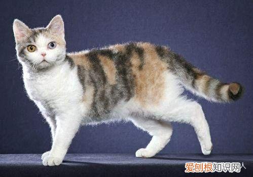 世界上一共有多少个品种的猫，史上最全猫咪品种，约二百种，从古至今